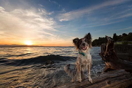 Dog on Marco Island